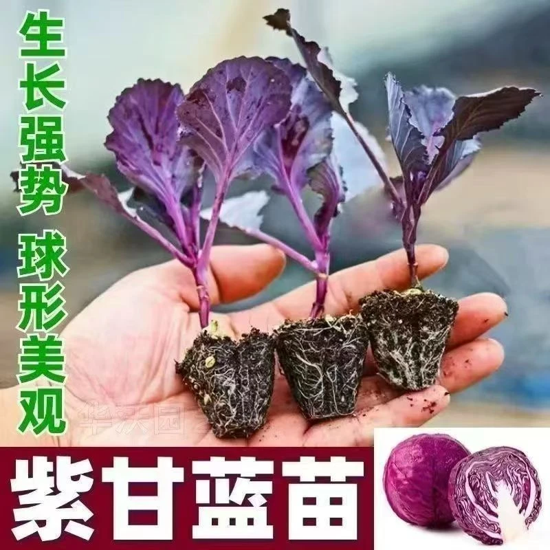 四季可种紫甘蓝种苗带土球阳台种植蔬菜苗适合秋冬菜秧苗蔬菜秧苗