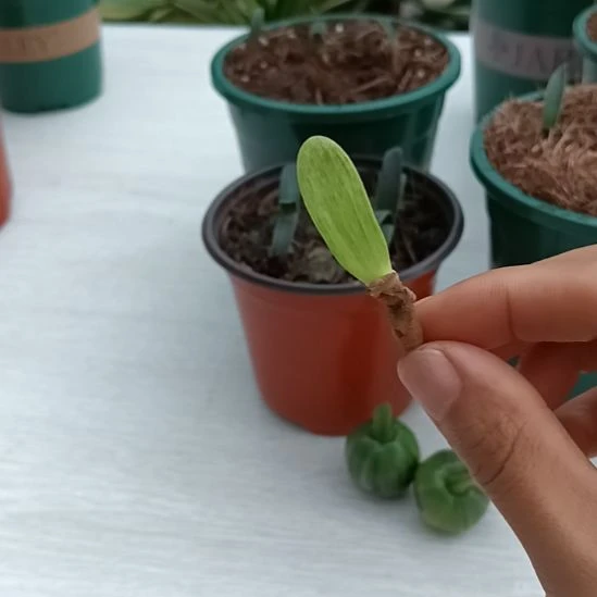 玉***颜无花朵特色花卉君子兰小苗