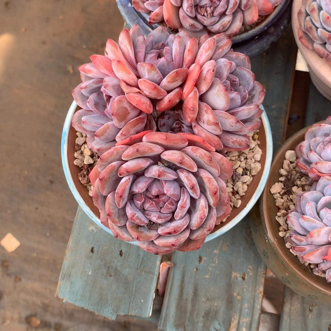 无花朵哈哈哈哈哈哈哈哈2