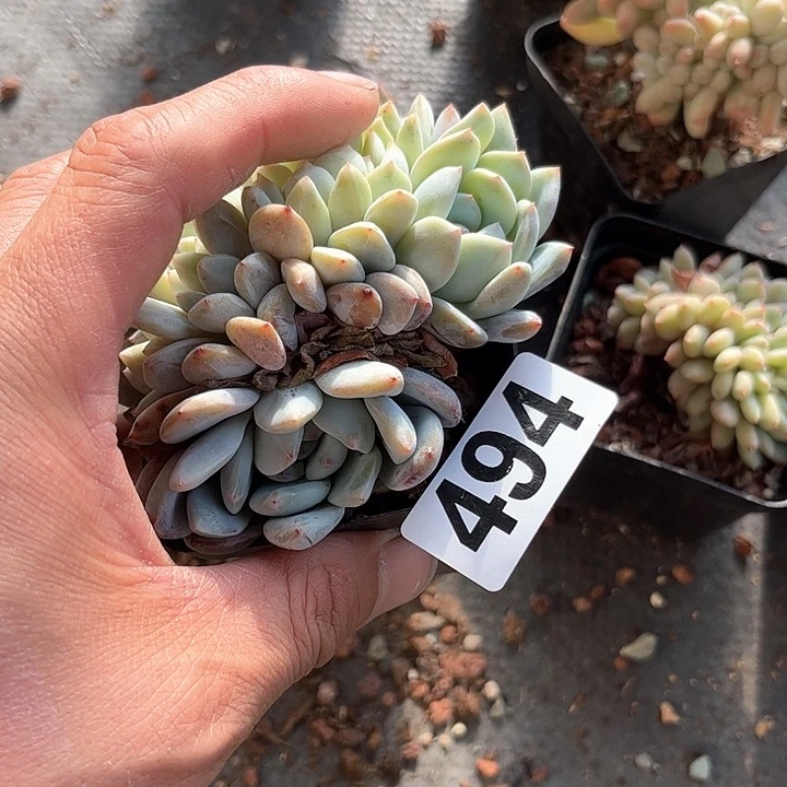 L**u多肉植物一物一拍