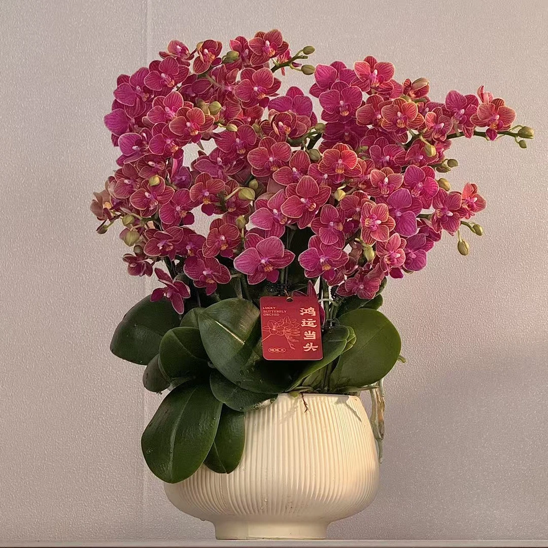 蝴蝶兰《金边玲珑》红色系花花 红红火火 基地直发 带花带苞