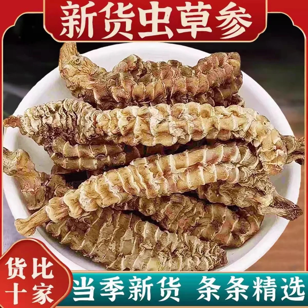 虫草参正品虫草参地参正宗虫草参竹节参草石蚕煲汤泡酒云南虫草参