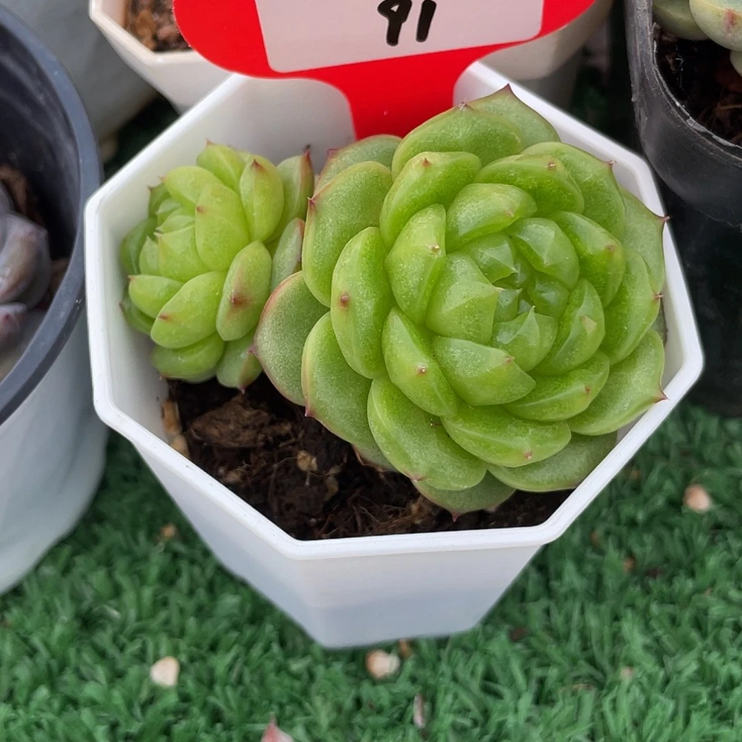 雪****萌肉小筑0703-91灯泡珍妮