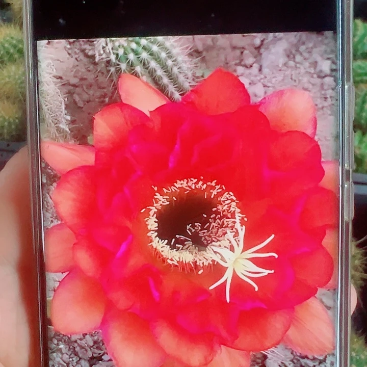 毛花柱戏法侧芽拍一发二
