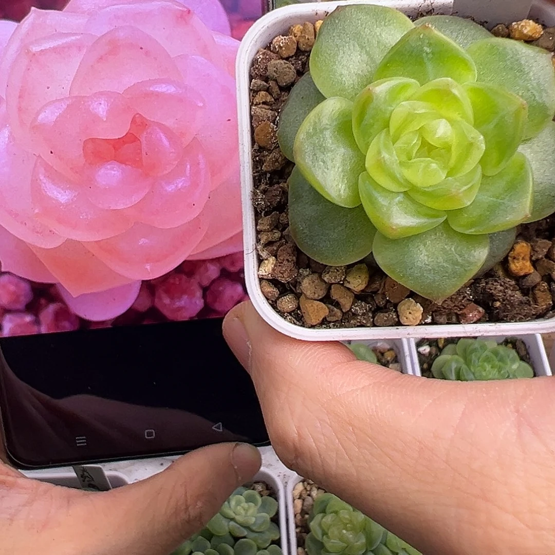奶糖。