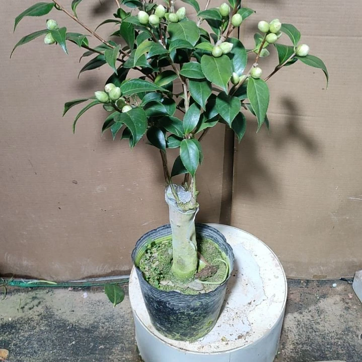 447朱露之舞，原盆原土发货，不包邮