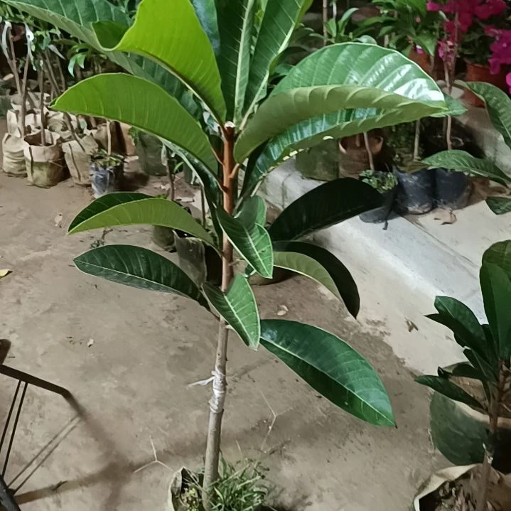 A仔一物一拍原盆原土发货