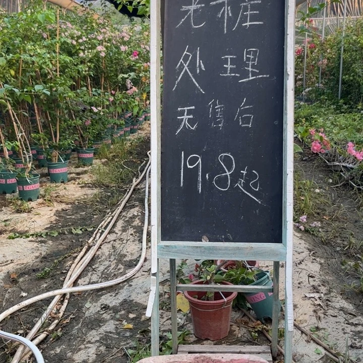 无花朵三角梅三角梅844