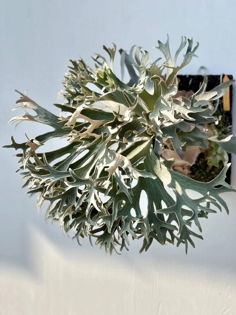 银华鹿角蕨 P.Ginka（上板苗）