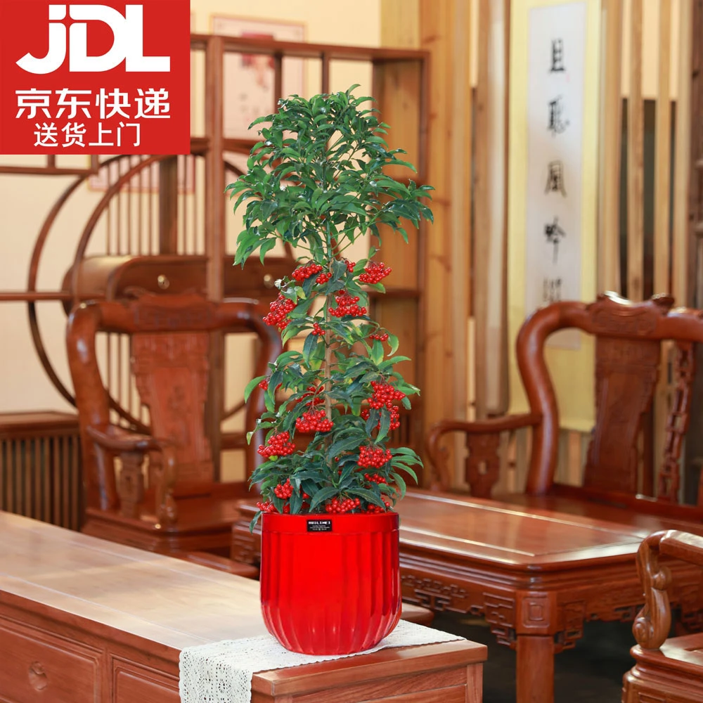 富贵籽高70-80cm罗兰盆年宵花绿植带果桌面好养活