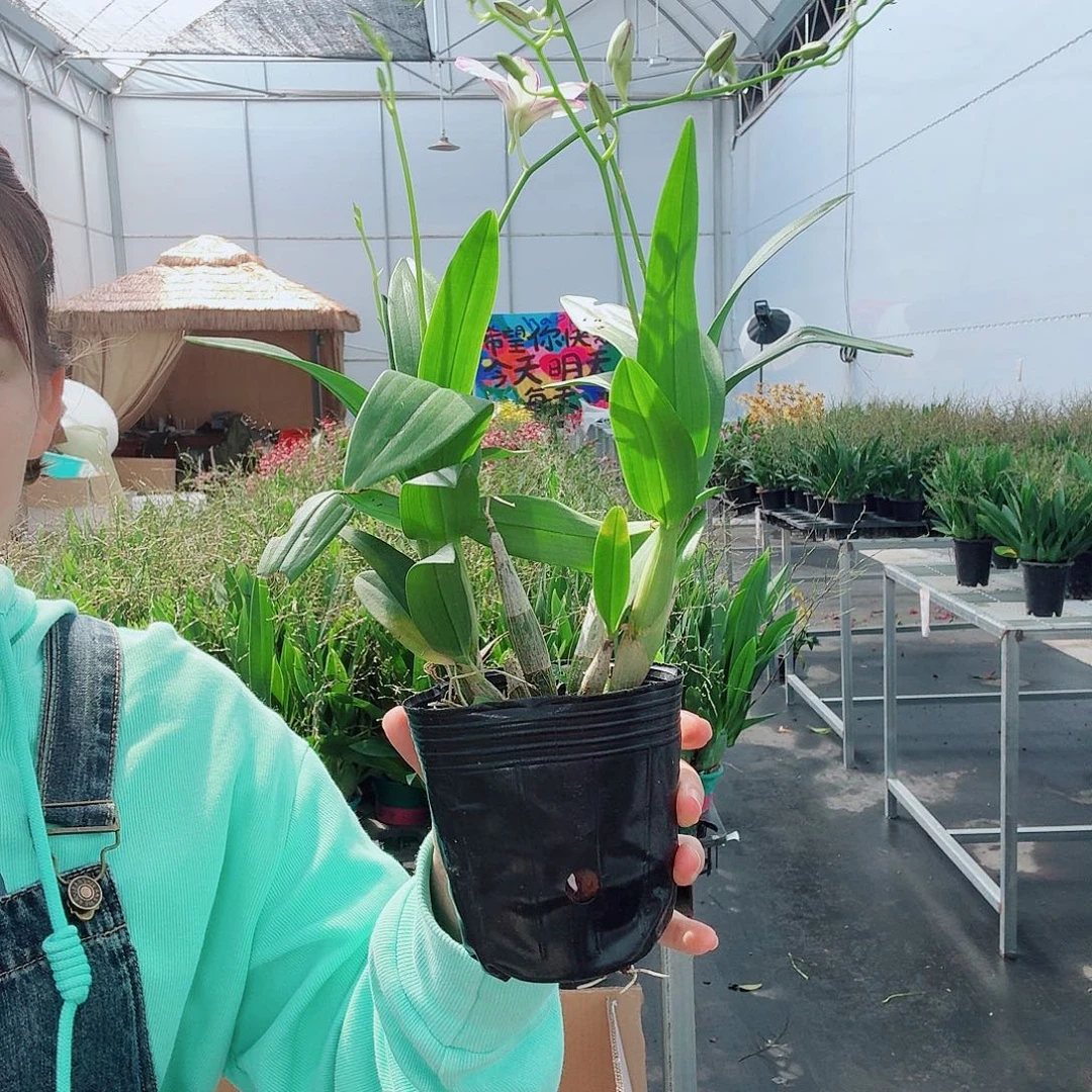 完全开放白泼墨桌面款