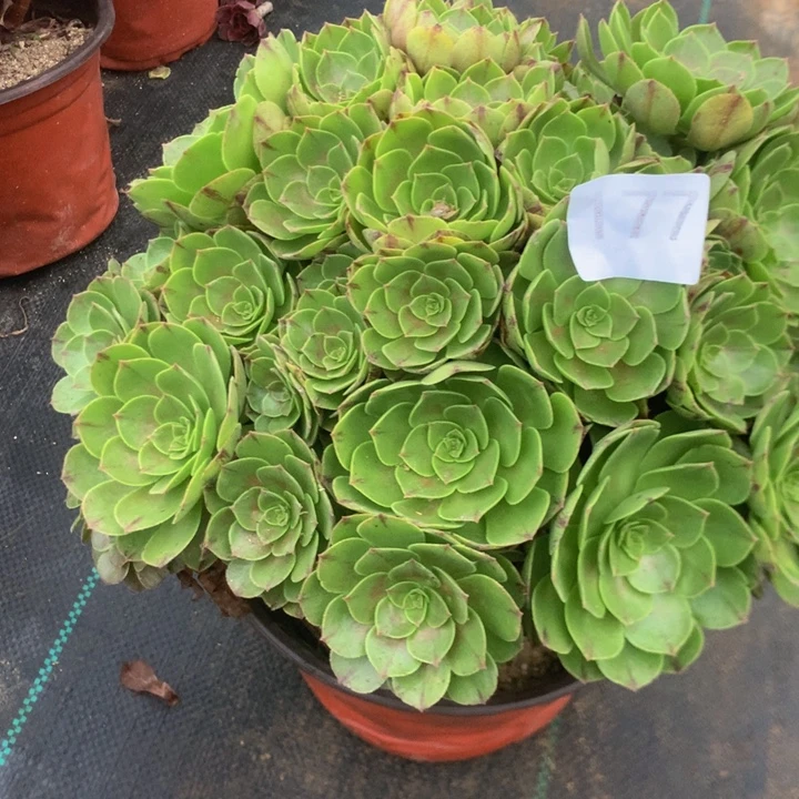 177万拉丝多肉植物