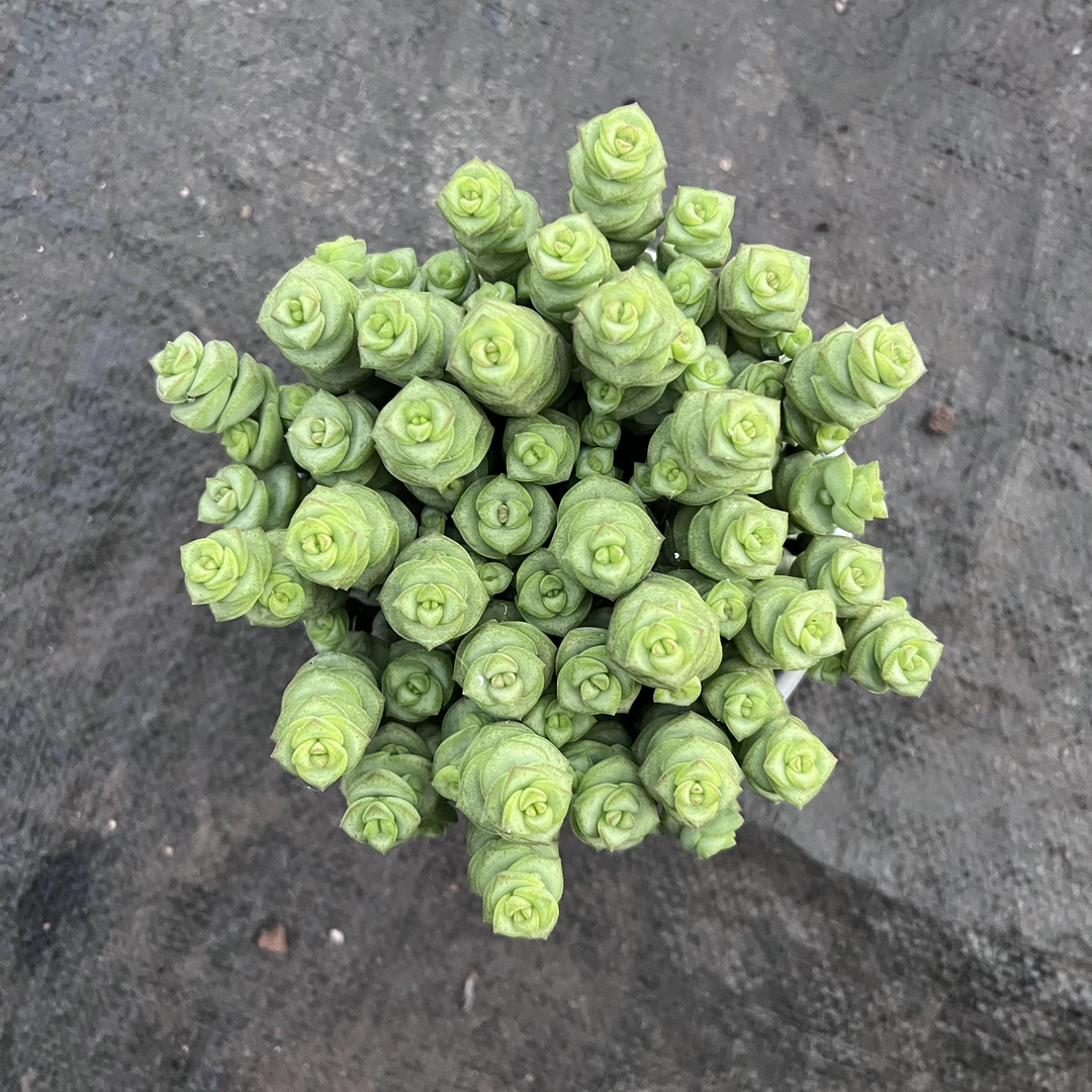 2王小二多肉钱串全店多肉任意拍满2单发货 拍满5单送一包吡虫啉