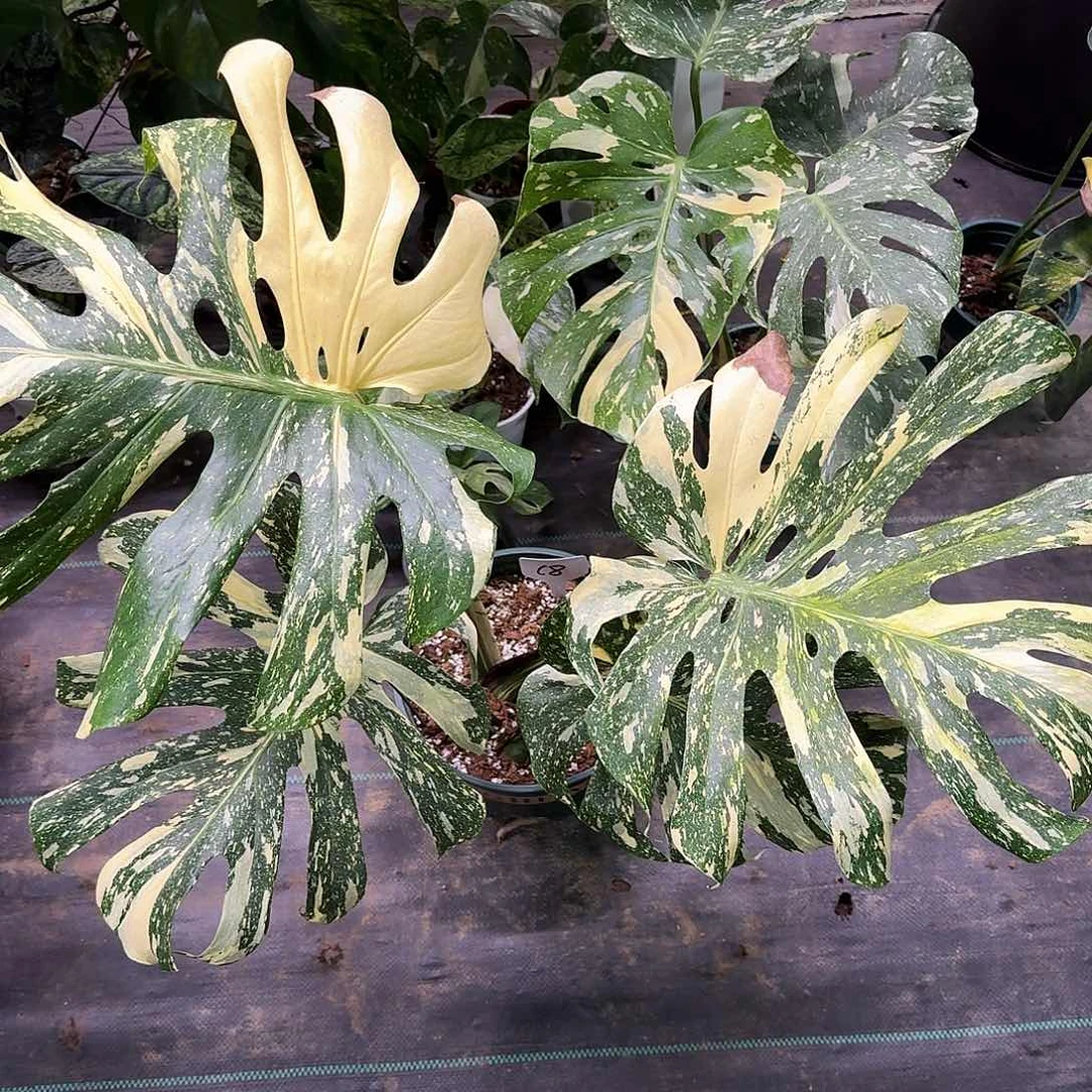 无花朵C***G国产焦糖c8