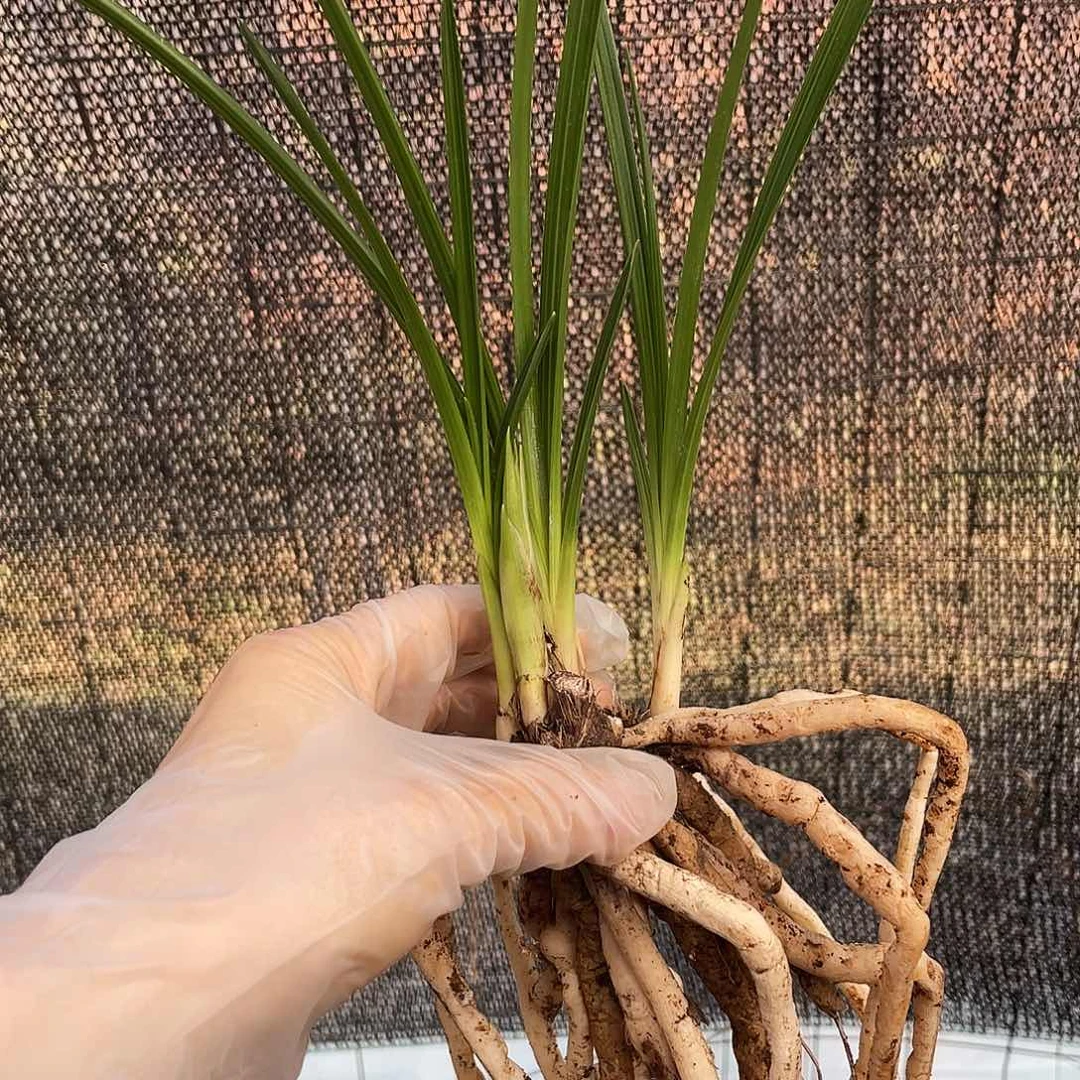 用***7完全开放兰花兰花