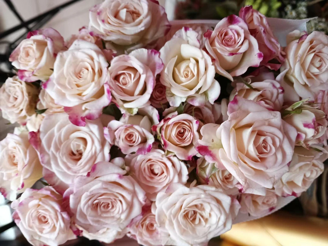 套餐28  折射泡泡5支+绿色康乃馨10支