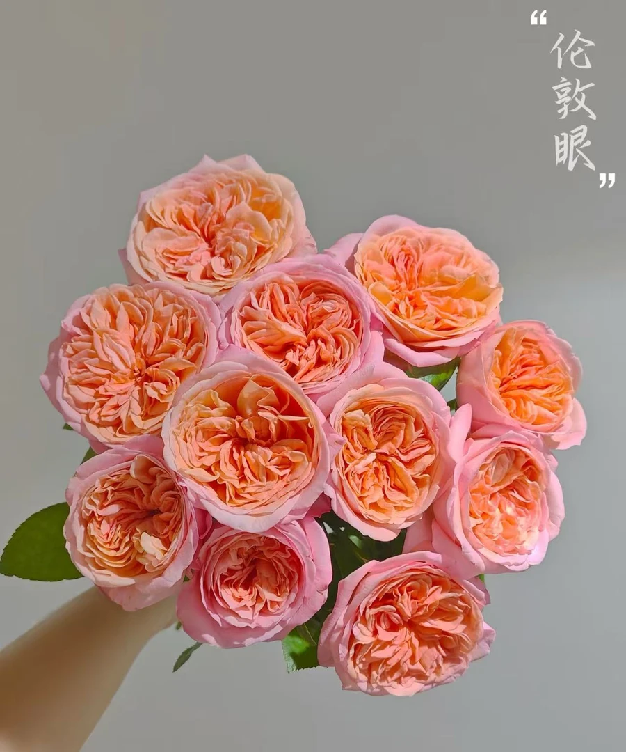 【伦敦眼】单头玫瑰
