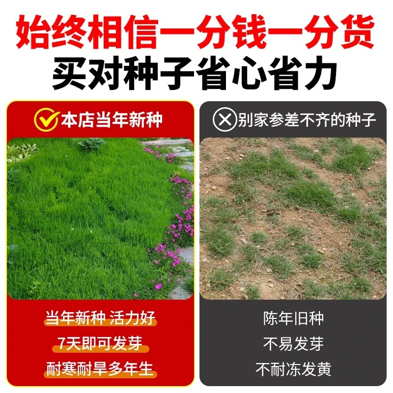 草坪草籽四季常青马尼拉草籽草坪种子泥土草坪籽免修剪草坪真草