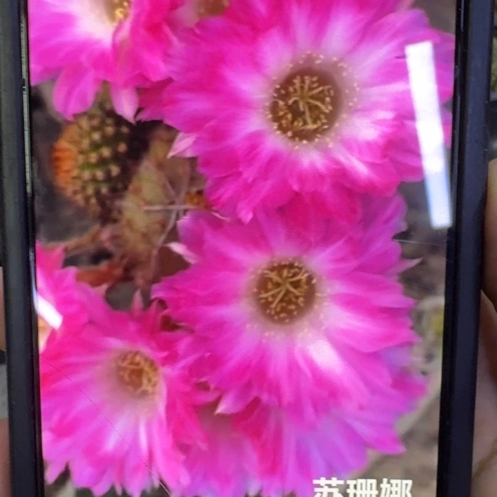 258白檀苏珊娜歪3个无根侧牙小,20包邮