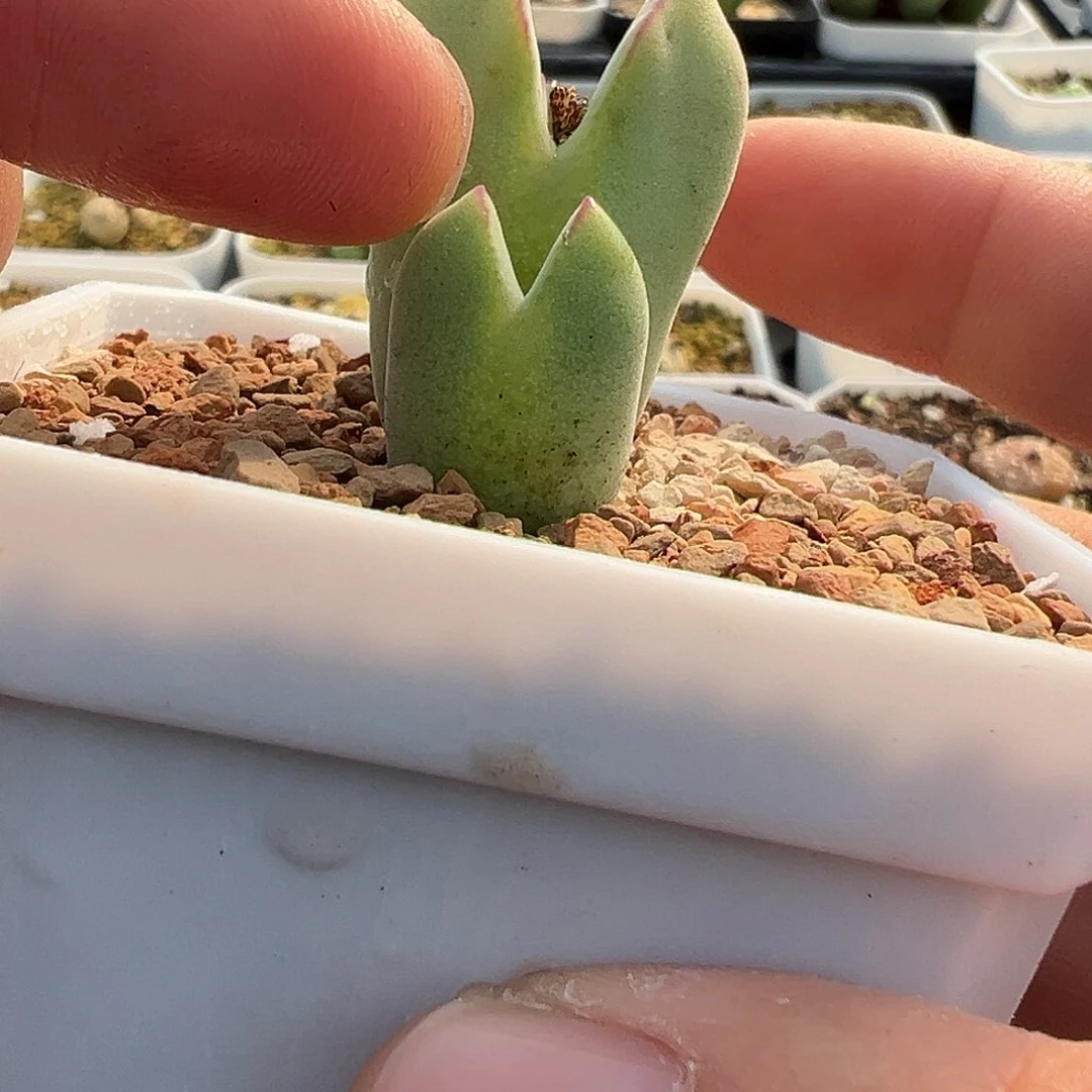 薇*多肉肉锥 专拍 毛少将