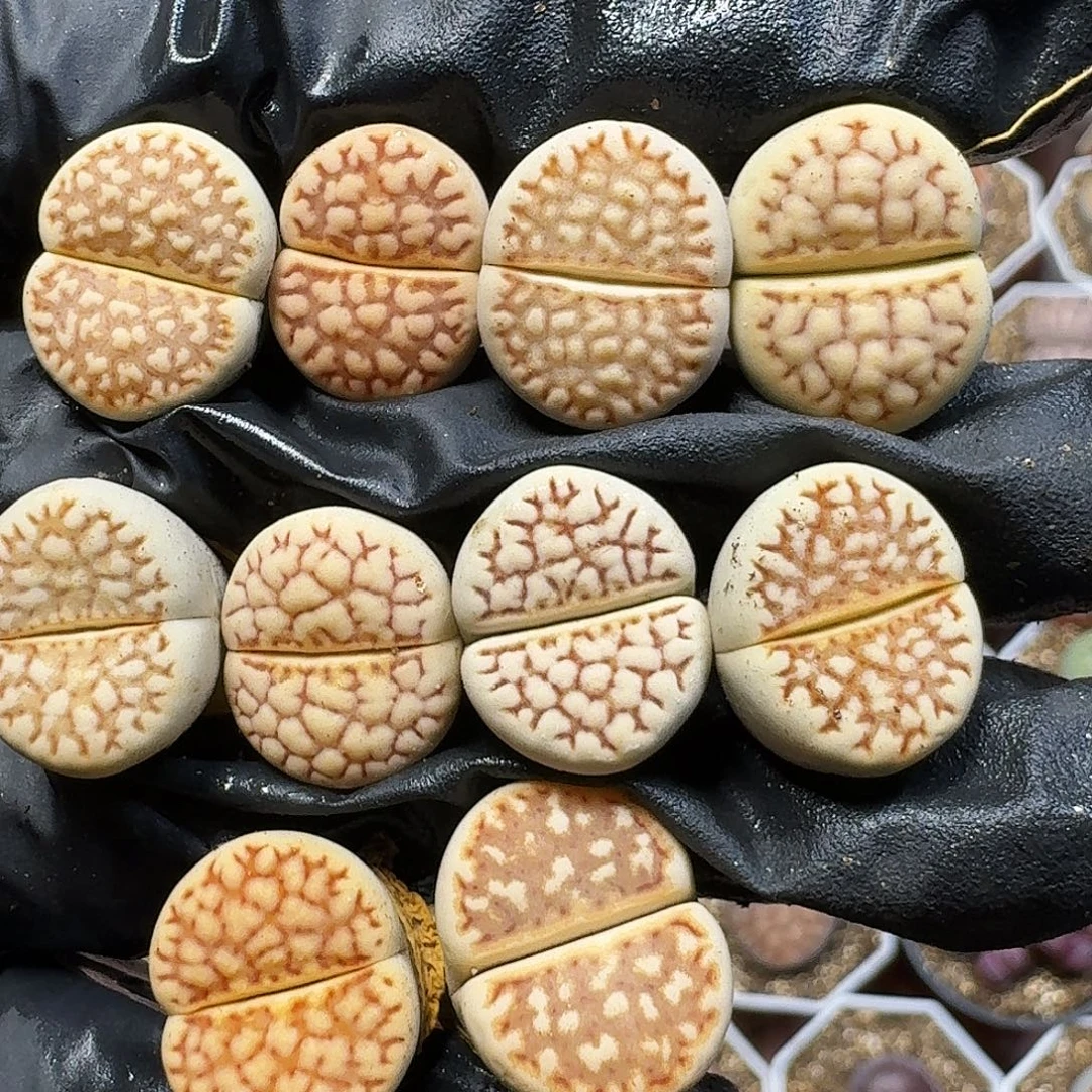 生石花11111。  315