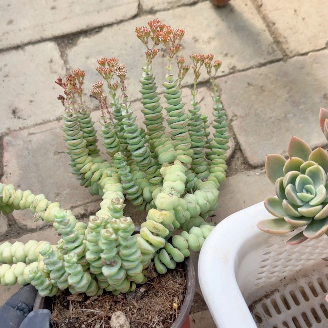 无花朵120钱串整装