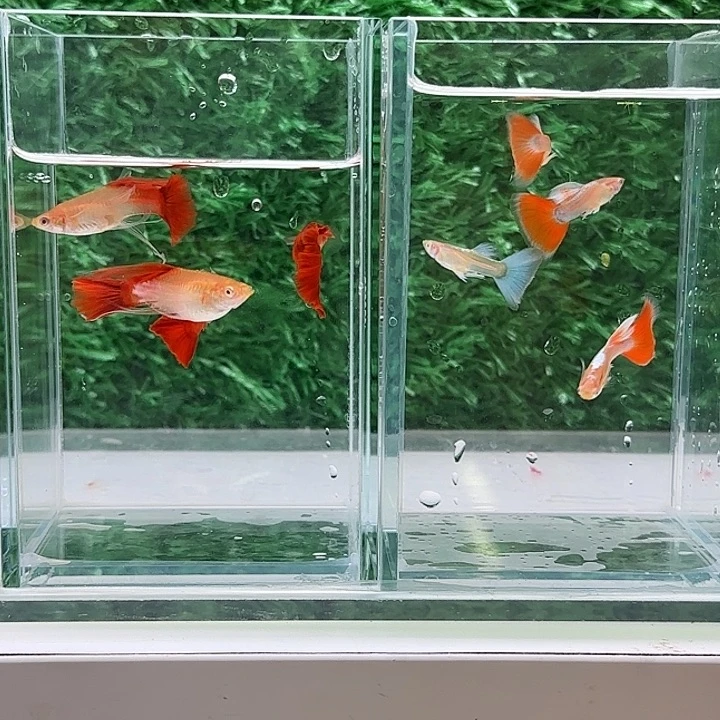 孔雀鱼蓝白跑红三对，血红C2对