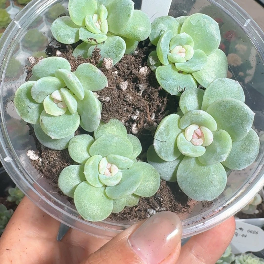 0626-054-花钿单头量拍一颗