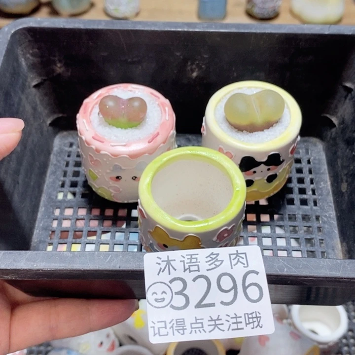 甄***能精美盆栽 一物一拍3296