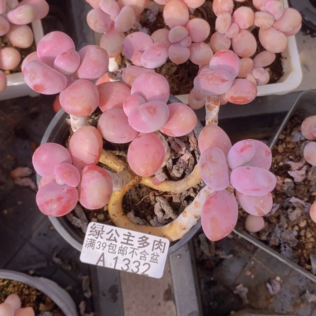 糖果桃蛋老桩10cm1332多肉植物