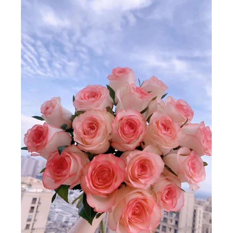 【艾莎10支】 玫瑰 全场任意两单顺丰/京东