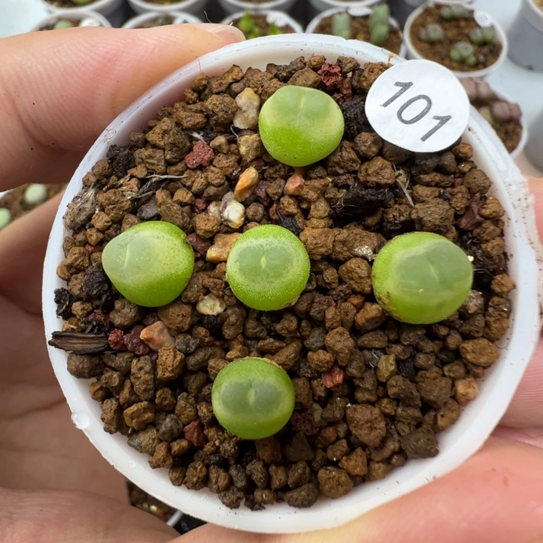 拉登一颗脱土1010000