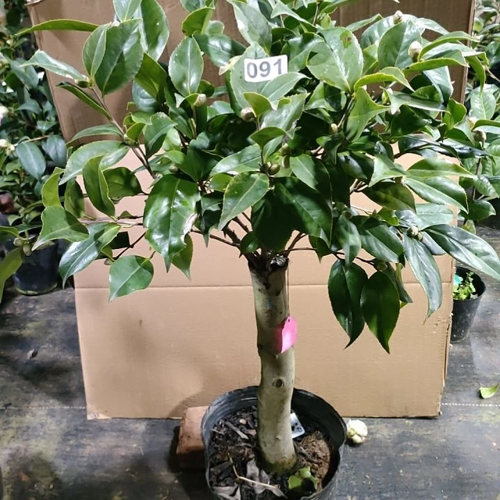 云****891喷砂白五，原盆原土发货