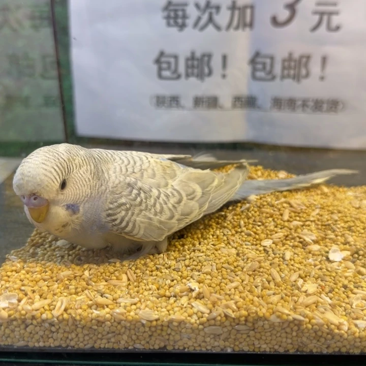 虎皮鹦鹉大头虎皮鹦鹉