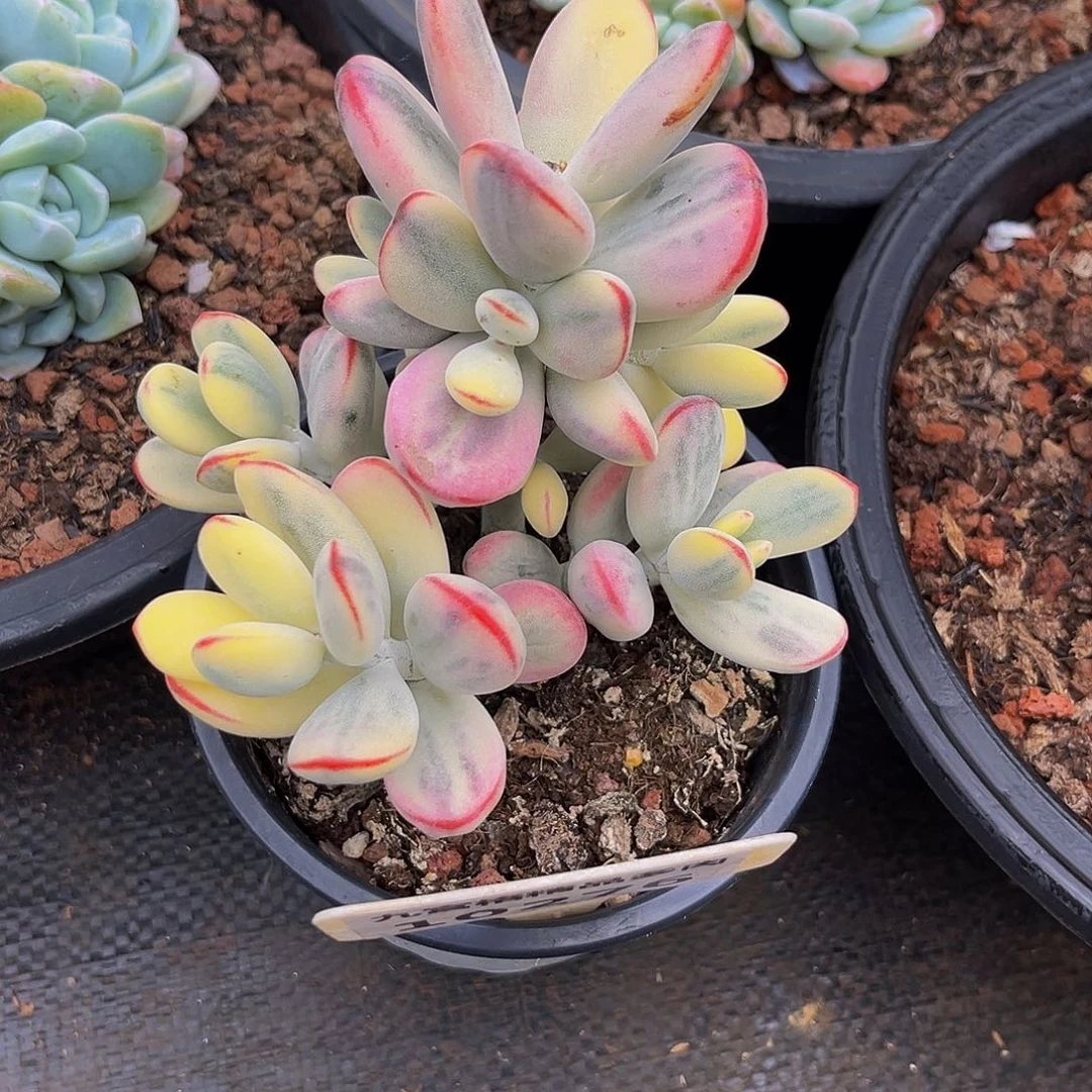 一物一拍10276乒乓度娘