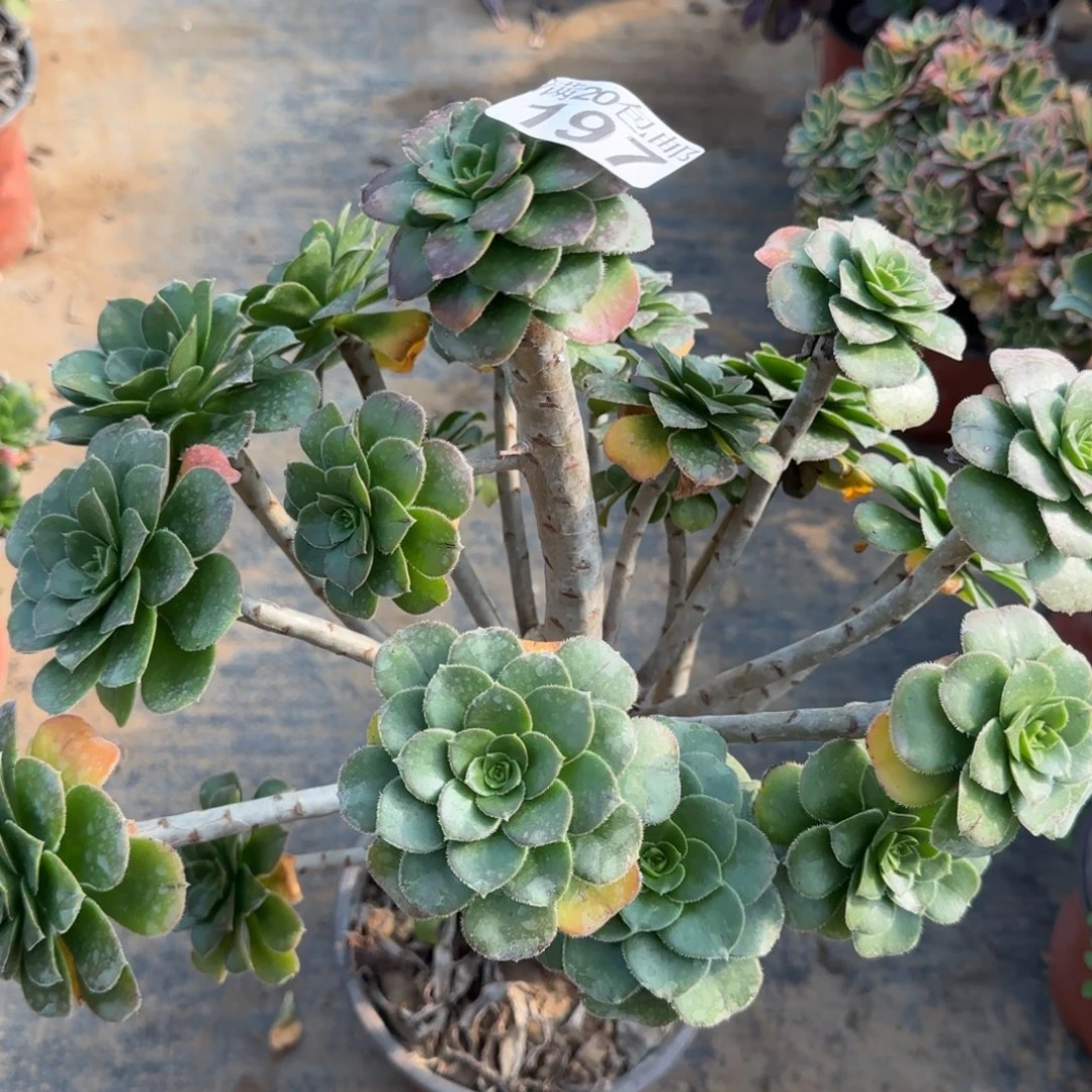 绿豆197满20包邮断枝不包