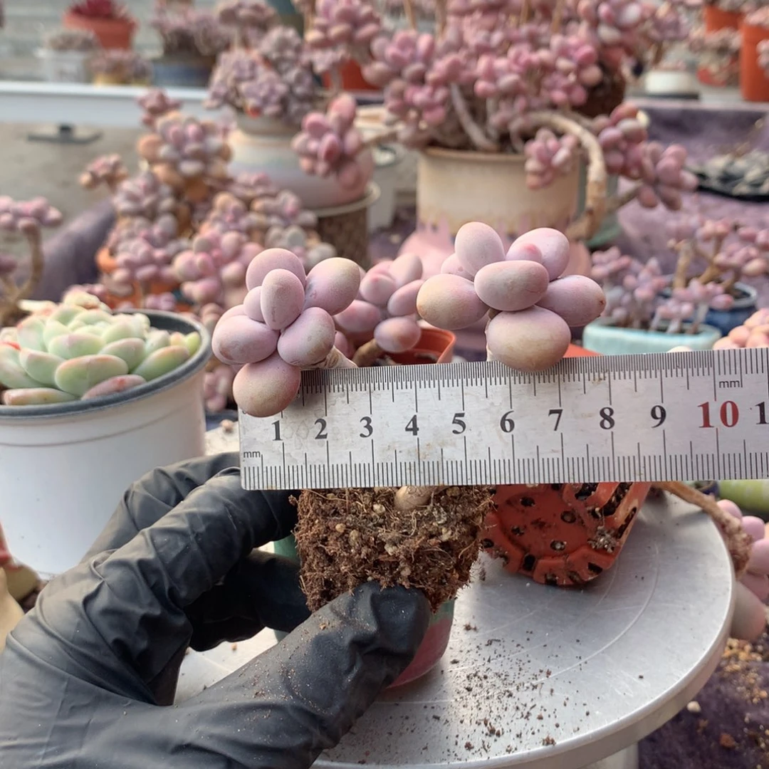 深***雪60号桃蛋不带盆偏远的不包邮嗯