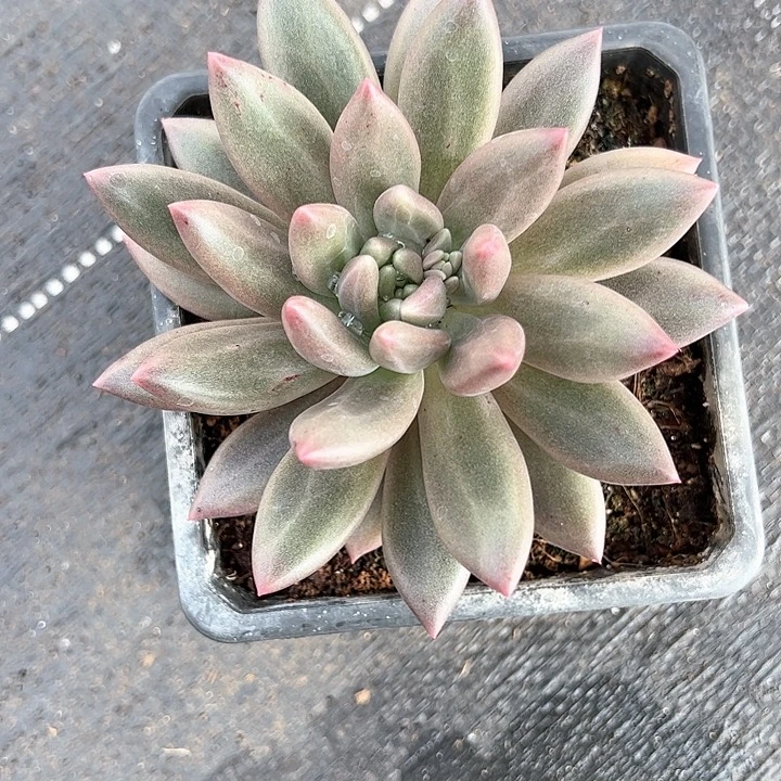 【闪购商品】水晶球