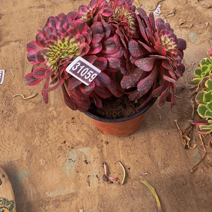 31059号舞天姬缀法师