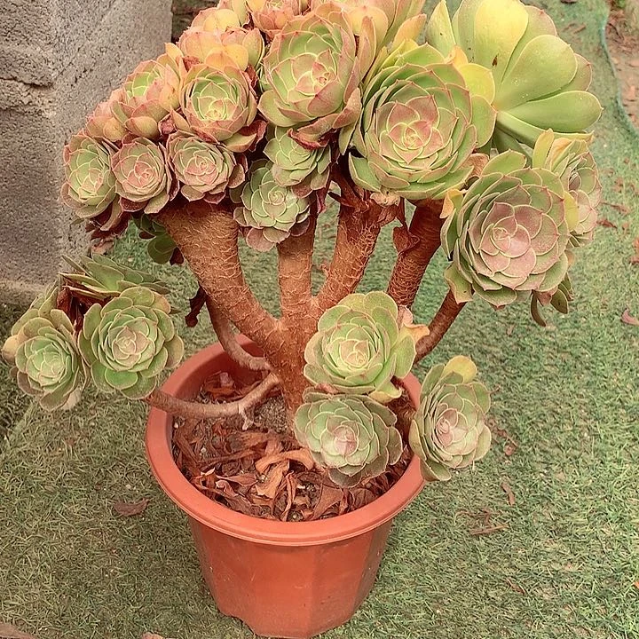 万缀朵朵，多肉植物