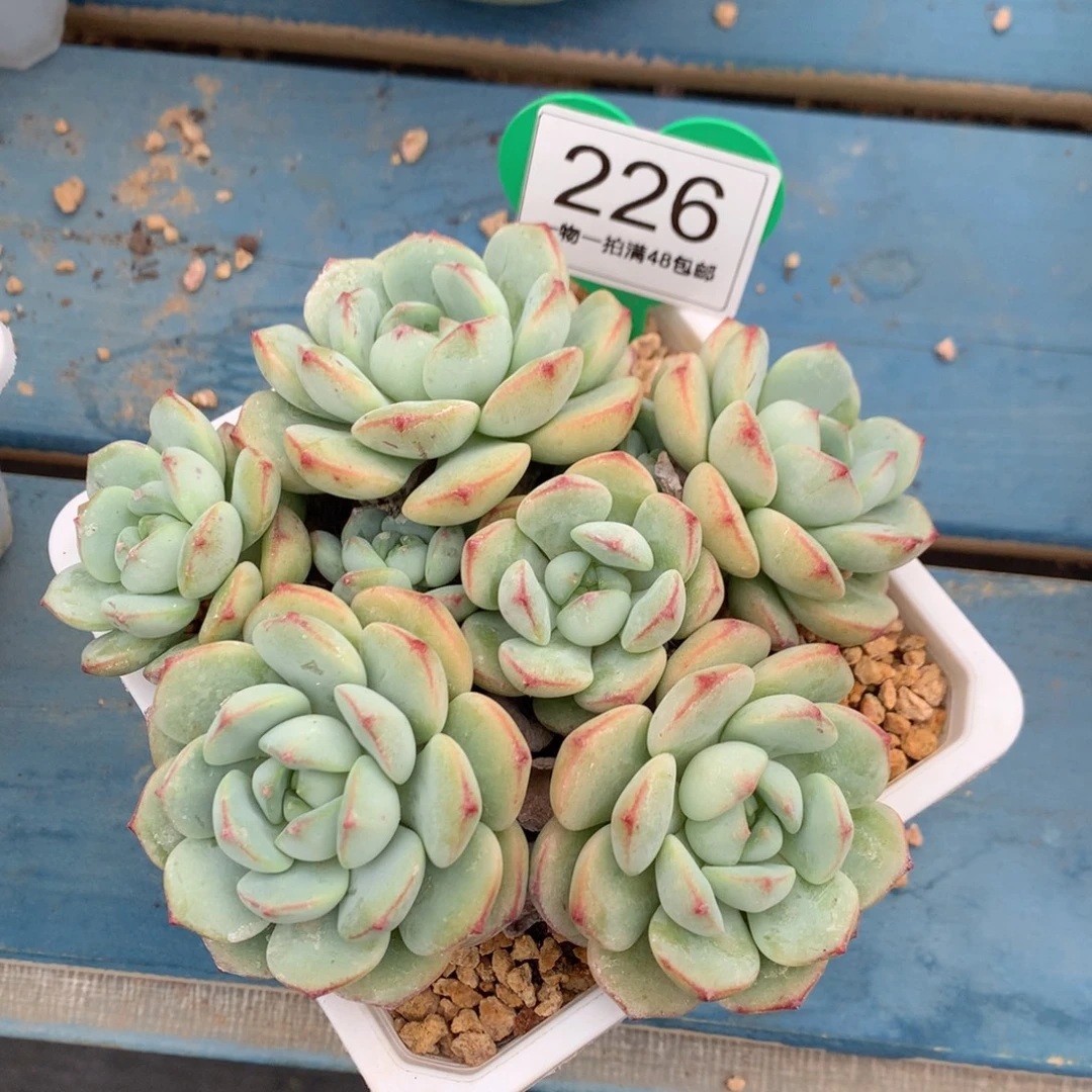 香草老桩无砍平头226