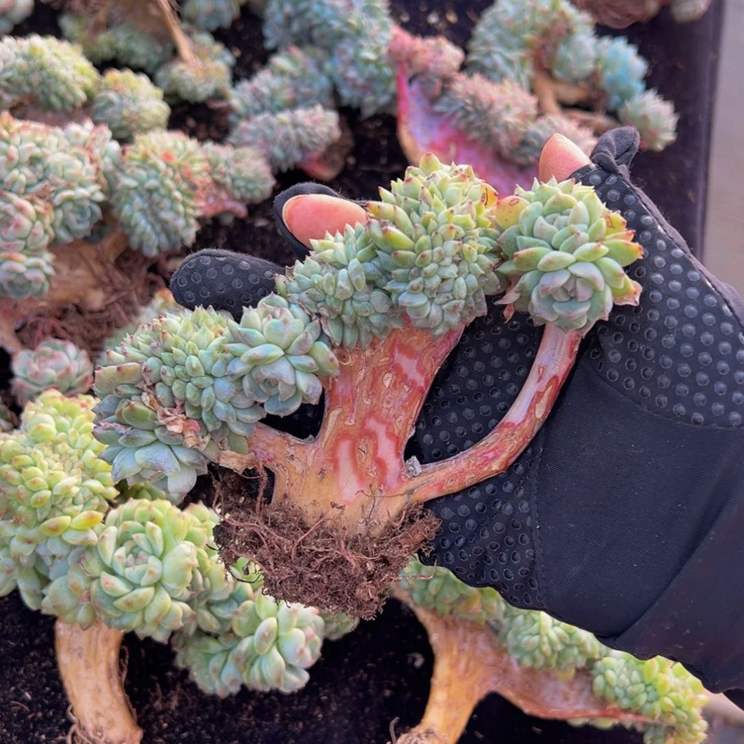 天天开心天天开心1