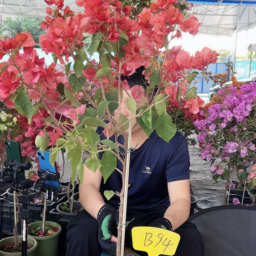 用***1大部分花苞少量开放B94不甜