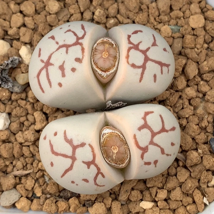 精品多肉植物1842.5