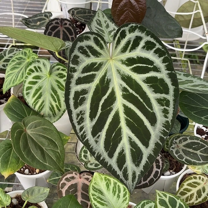 完全开放银色面纱杂