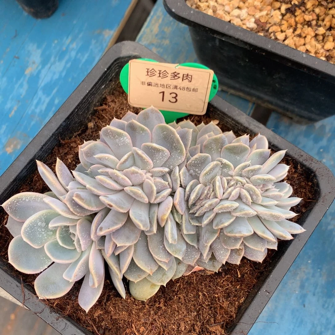 汉堡缀化一物一拍13