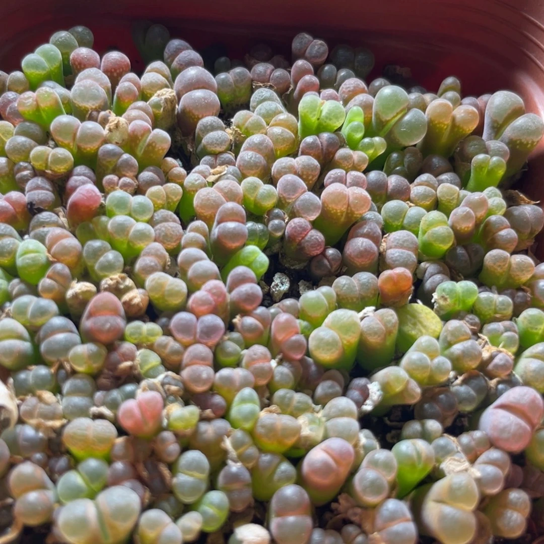 今晚五彩风铃更新～5