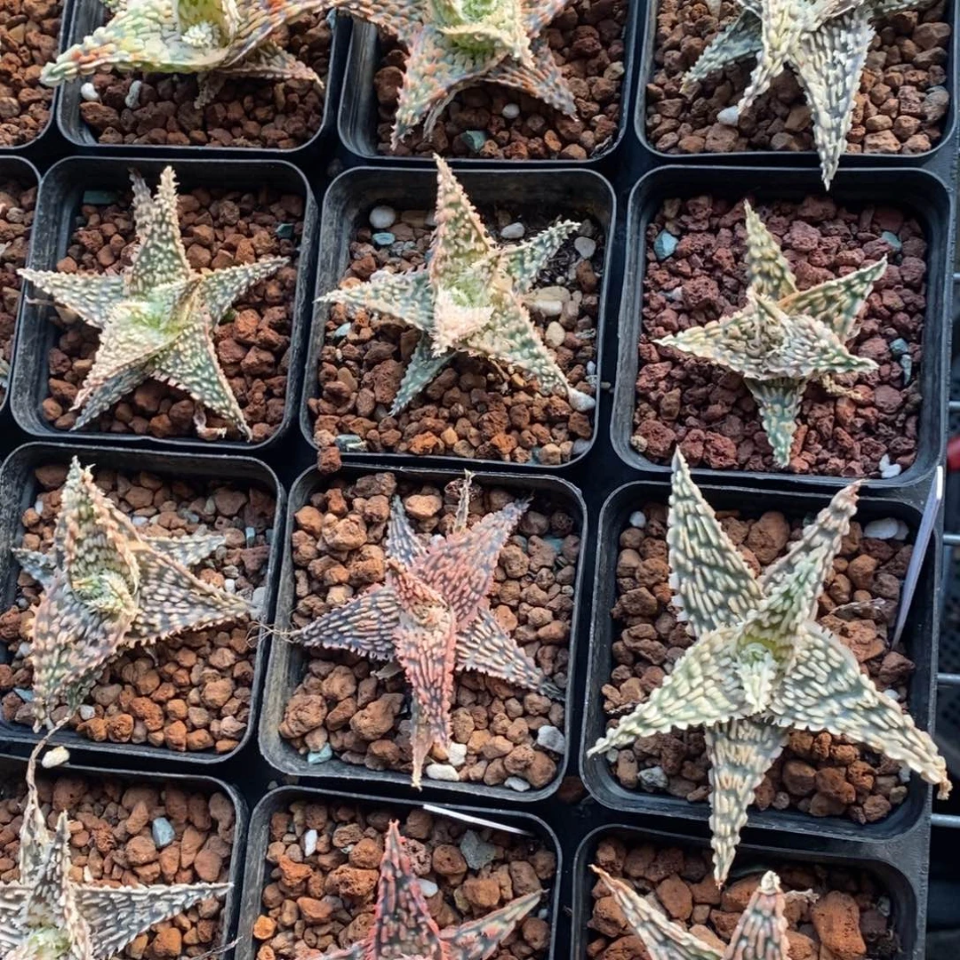 一颗超大圣诞芦荟 高货