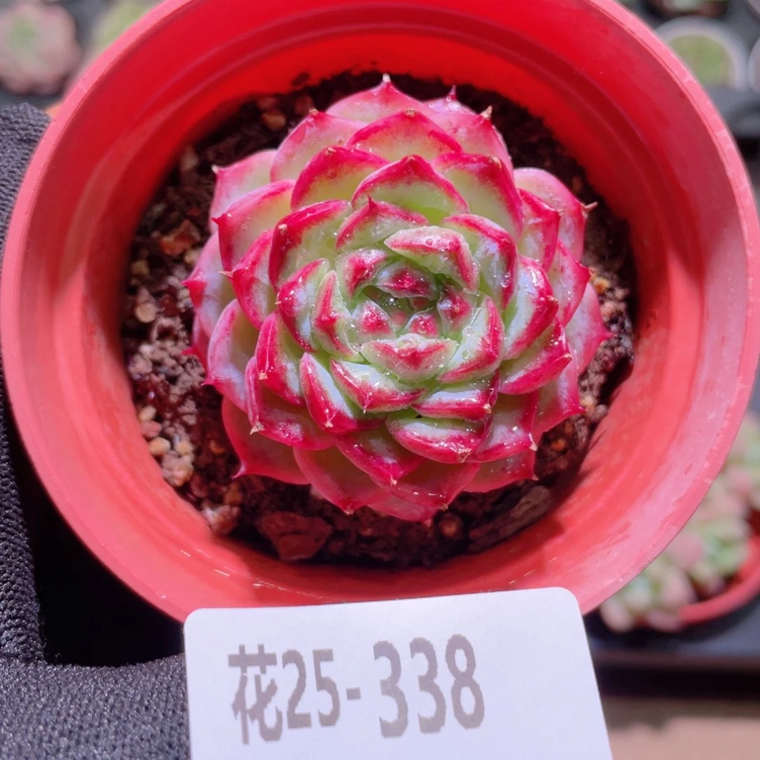 花利美25-338天鹅绒