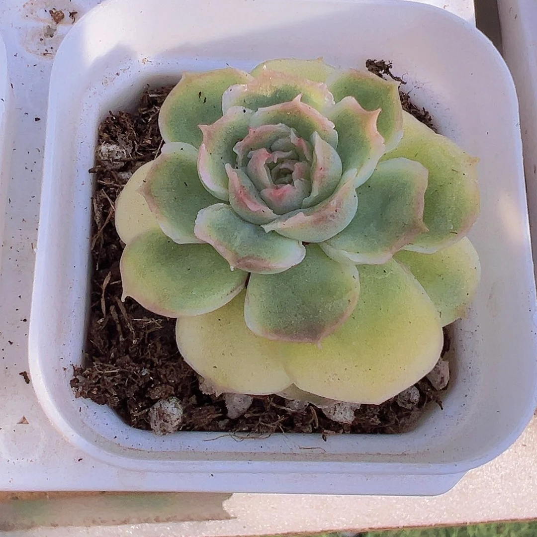 虾饺19包邮多肉植物